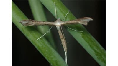 県内で初めてキキョウトリバを確認