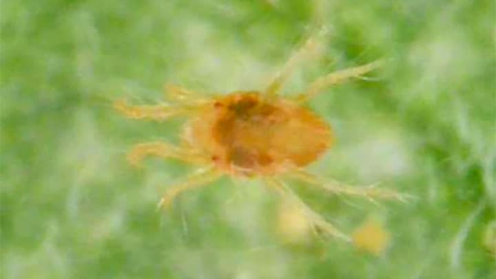 ミツユビナミハダニで初の作物被害