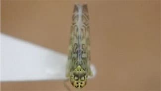 ローズマリーにヨコバイ科の一種を初確認