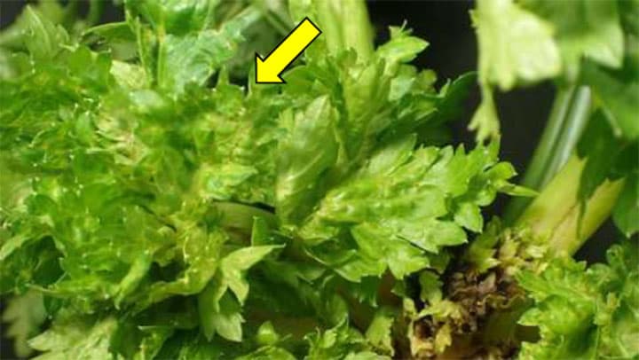 県内で初めてセルリー萎縮炭疽病確認