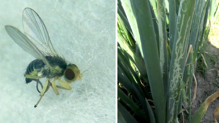 ネギに県内未確認のネギハモグリバエ