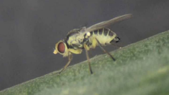 ネギハモグリバエ別系統を県内で初確認