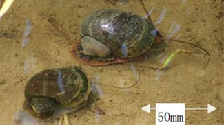田植え時期にジャンボタニシ対策を