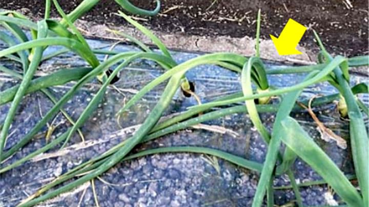 タマネギべと病の一次感染株発生で注意喚起