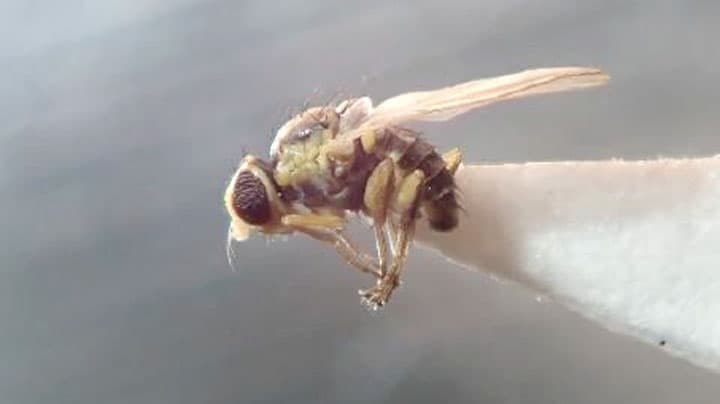 ネギハモグリバエ別系統を県内で初確認