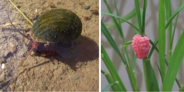冬期耕うんでジャンボタニシの被害軽減へ