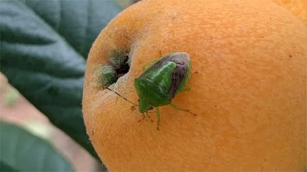 チャバネアオカメムシの越冬量を公表