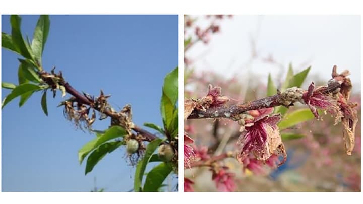 春季防除でモモせん孔細菌病の軽減へ
