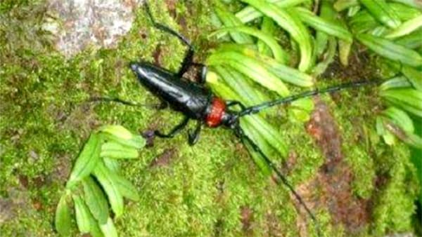 クビアカツヤカミキリ被害で注意喚起