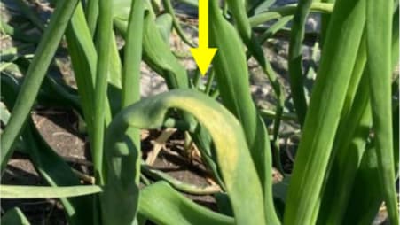 タマネギべと病の二次感染株発生で注意報