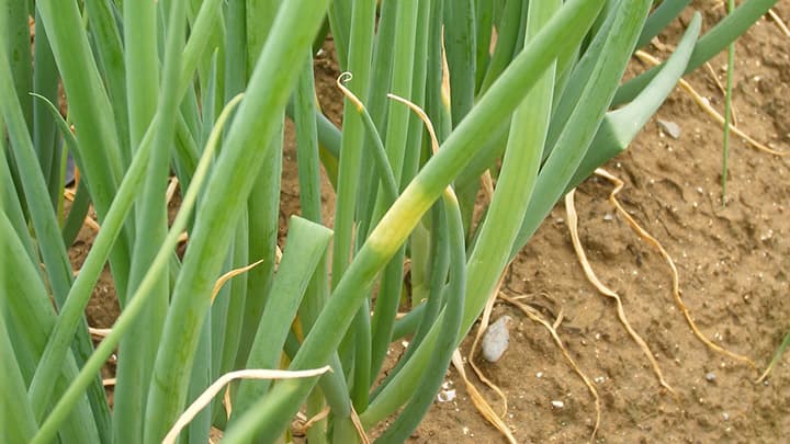 ネギ・タマネギべと病の防除対策の徹底を