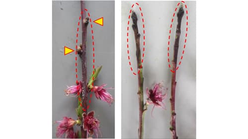 モモせん孔細菌病の防除の徹底を