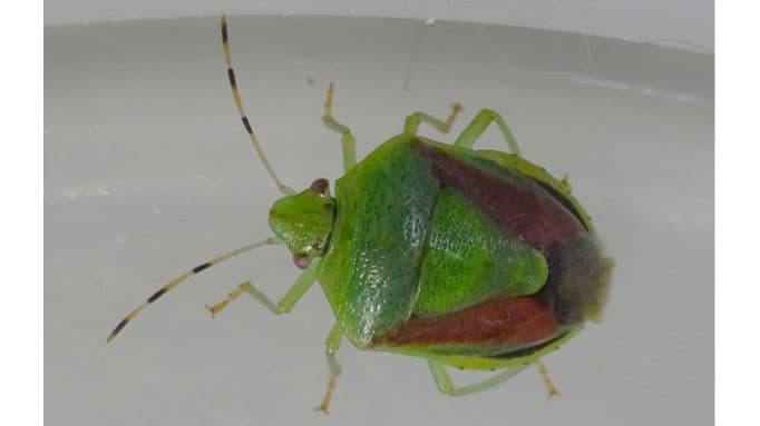 振動でチャバネアオカメムシを防除へ　農研機構、森林総合研究所