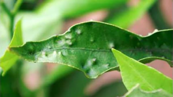 カンキツそうか病の防除徹底を