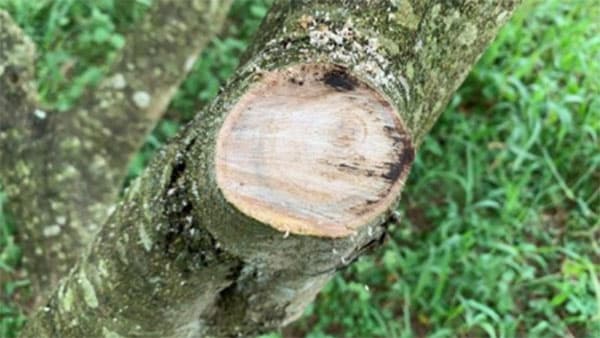 県内初のオリーブ立枯病を確認