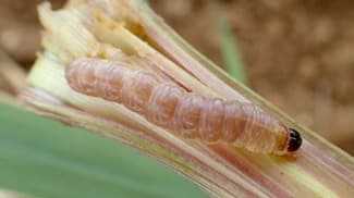 サトウキビのメイチュウ類多発で注意報