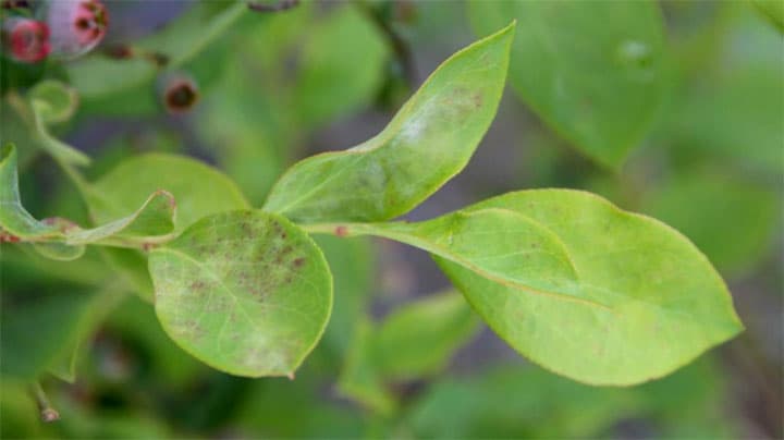 都内で初めてブルーベリー類うどんこ病（仮称）を確認