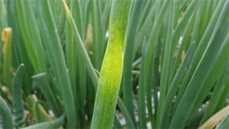 ネギ・タマネギのべと病多発で注意報