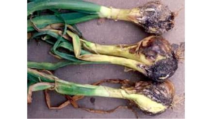 タマネギ黒腐菌核病を初確認