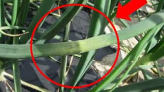 タマネギべと病の二次感染株で注意報