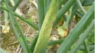 タマネギべと病多発で注意報