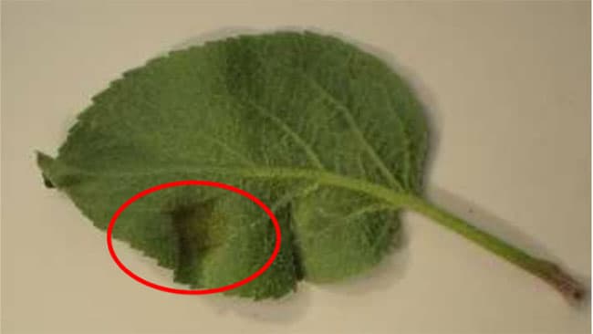 りんご黒星病の発病葉を初確認