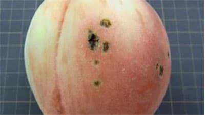 モモせん孔細菌病の防除徹底を