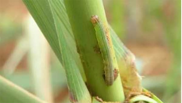 さとうきびのアワヨトウ被害で注意報