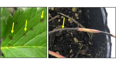 イチゴ炭疽病の防除徹底を