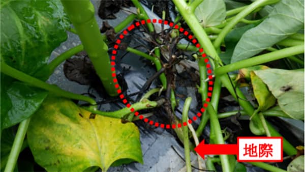 サツマイモ基腐病の拡大に注意