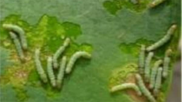 ハスモンヨトウ多発で注意喚起