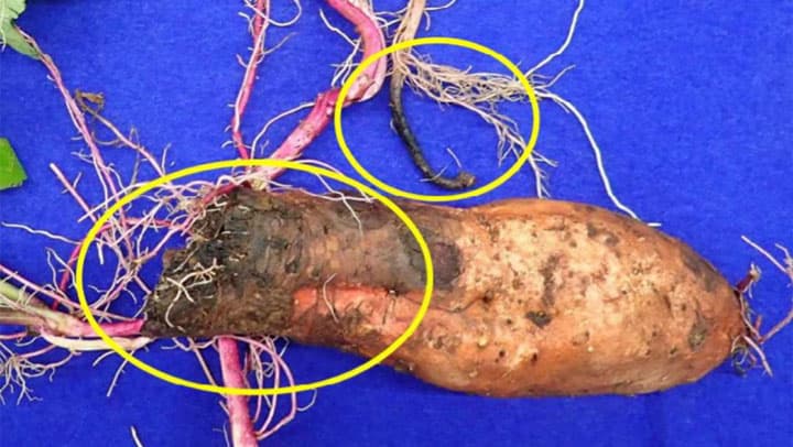 サツマイモ基腐病を県内で初確認