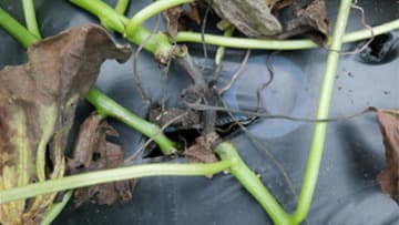 サツマイモ基腐病の発生県内各地で相次ぐ