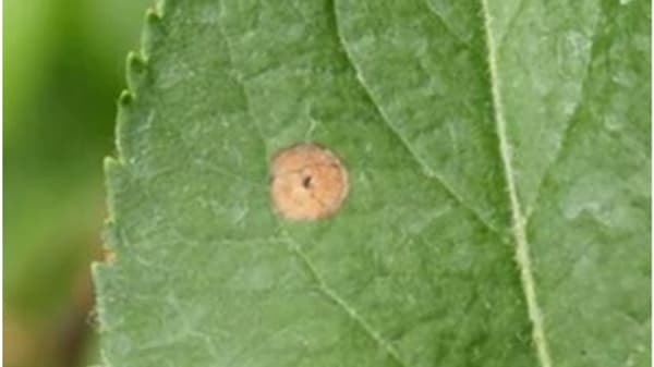 例年より早いりんご褐斑病に注意