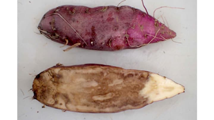 サツマイモ基腐病が発生、県内初確認