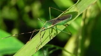 斑点米カメムシ類多発で注意報