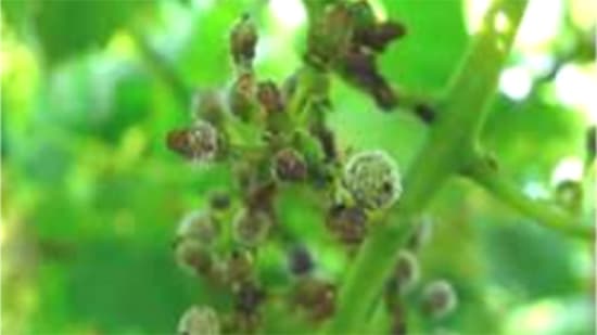 ブドウのべと病多発で防除対策を