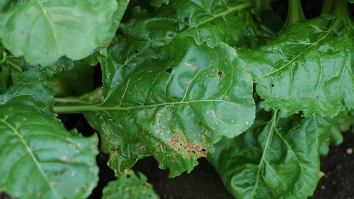 テンサイの褐斑病発生、早期の防除徹底を