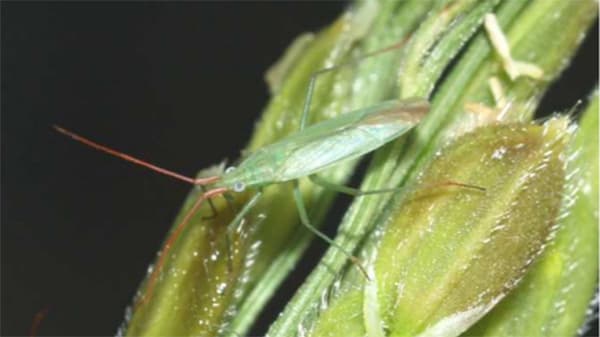 高温予想で病害虫：斑点米カメムシ類増殖に注意