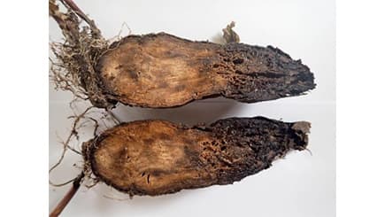 岩手県でサツマイモ基腐病を初確認　全国で14都県目