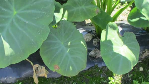 サトイモ疫病発生で防除徹底を