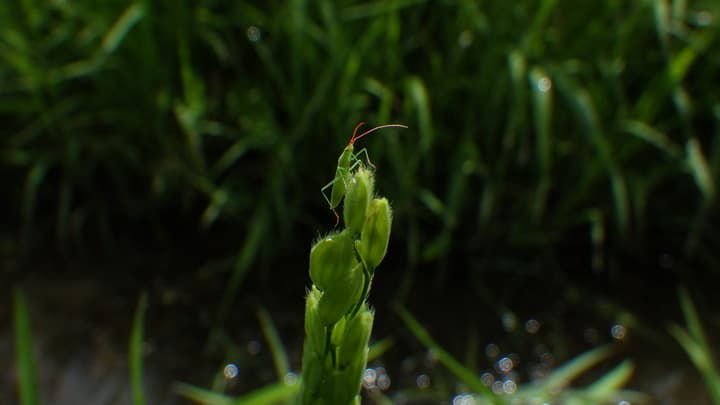 水稲のカメムシ多発に注意