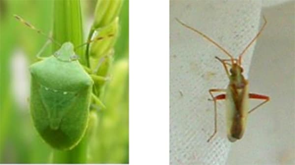 水稲のカメムシ類急増　雑草管理と薬剤防除の徹底を