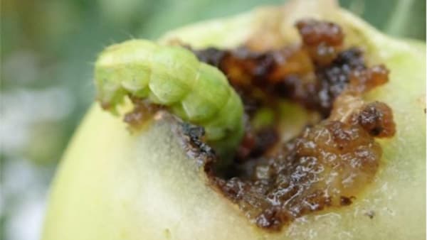 タバコガ類などの夏の病害虫対策を紹介