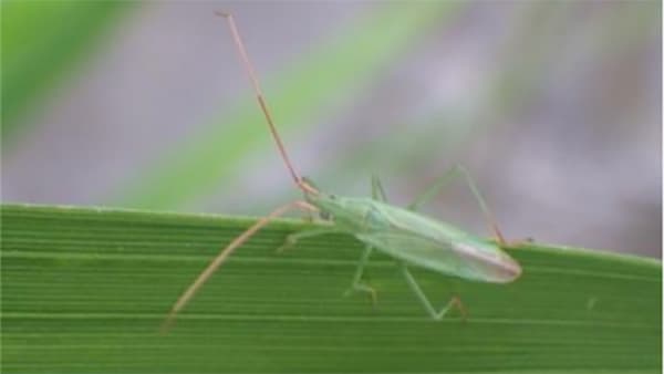県下全域でカメムシ類確認　斑点米の多発に注意
