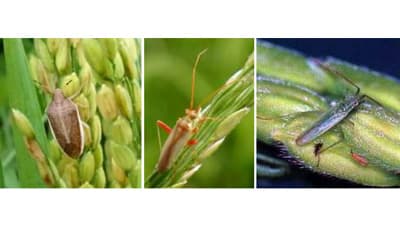 斑点米カメムシ類誘殺数が過去10年で最多