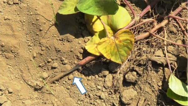 埼玉県でサツマイモ基腐病　関東地方で5都府県目