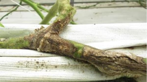 県内初のトマト立枯病を確認