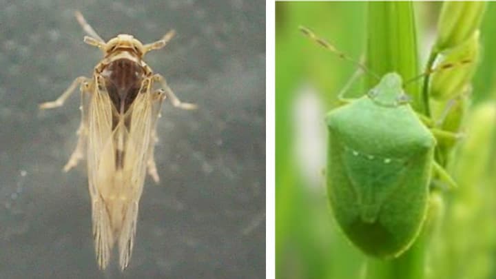 ウンカ、斑点米カメムシ類に警戒を　農水省－病害虫発生予報6号