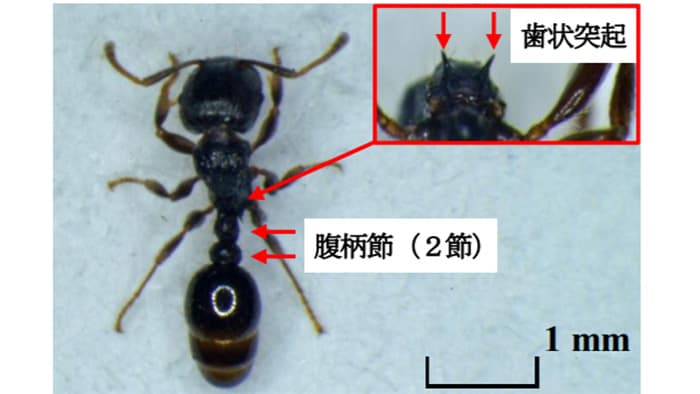 ナスほ場でトビイロシワアリを初確認